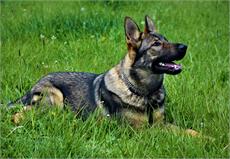 Aspen vom Siskiyou K9